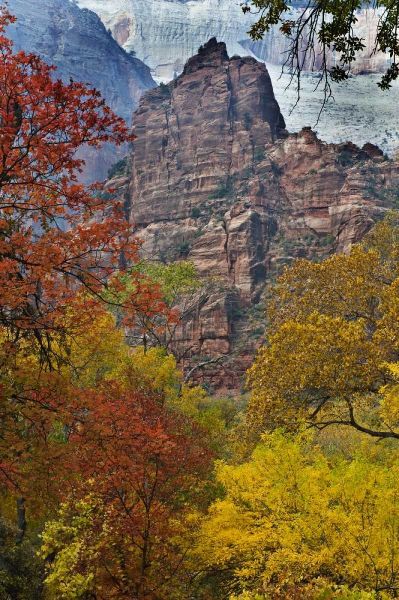 USA, Utah, Zion NP Fall foliage in The Narrows